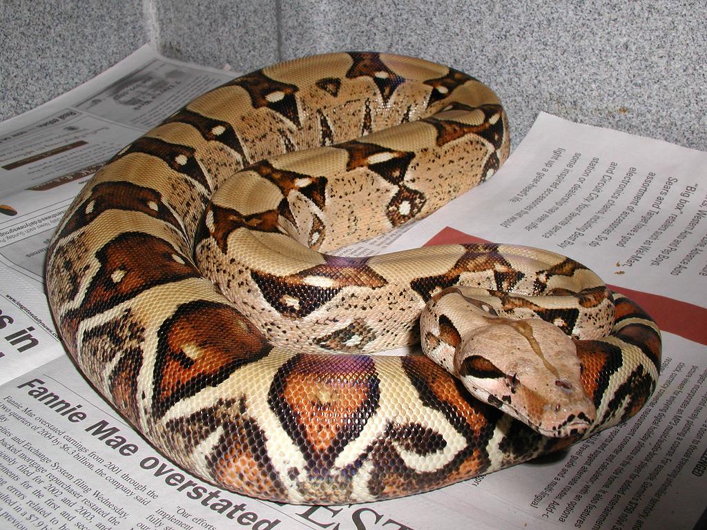 The Queen Boa