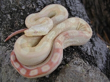 Male Albino Motley