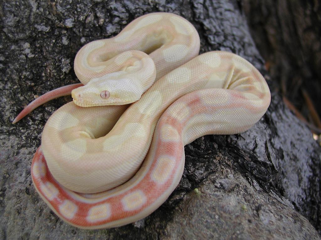 Male Albino Motley