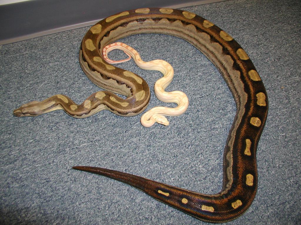 Female and Male Motley