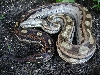 2005 Female Motley het for albino