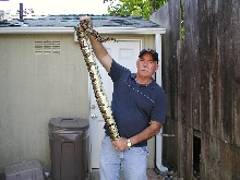 4500 gram ball python