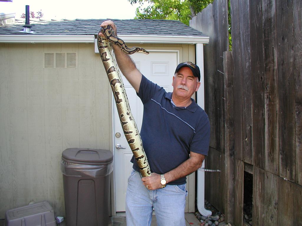 4500 gram ball python