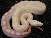 Albino Motley After Shed