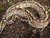 My Blushing 2006 Female Mojave