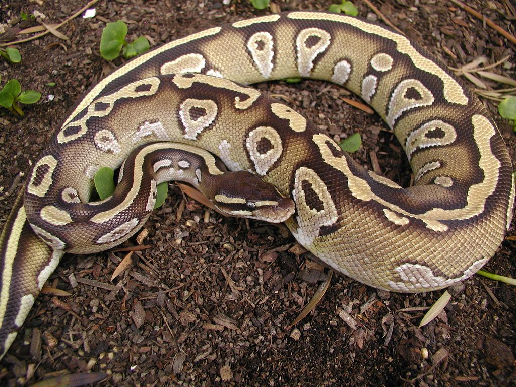 My Blushing 2006 Female Mojave