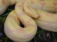 lavender 2004 sunglow boa