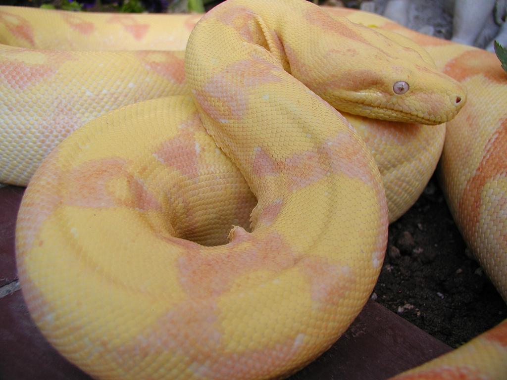 2004 female lavender sunglow boa