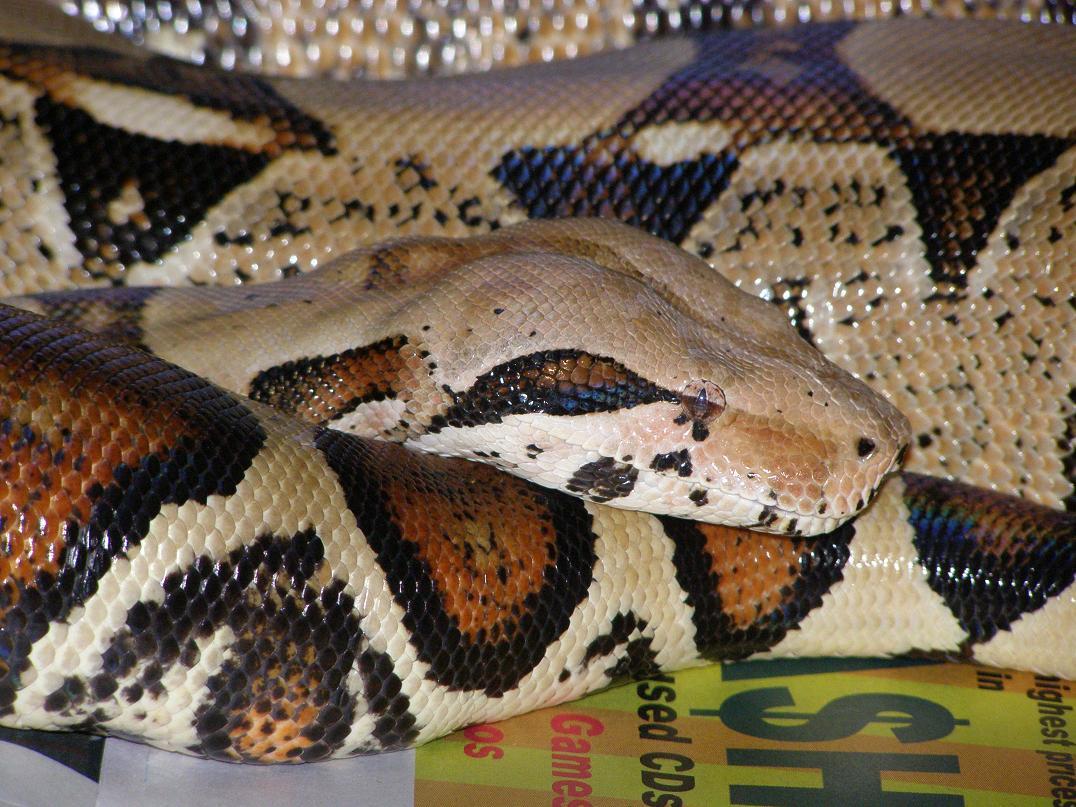 Silvera Female in 07