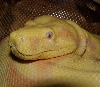 avender face shot