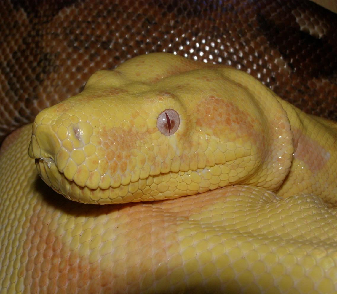 avender face shot