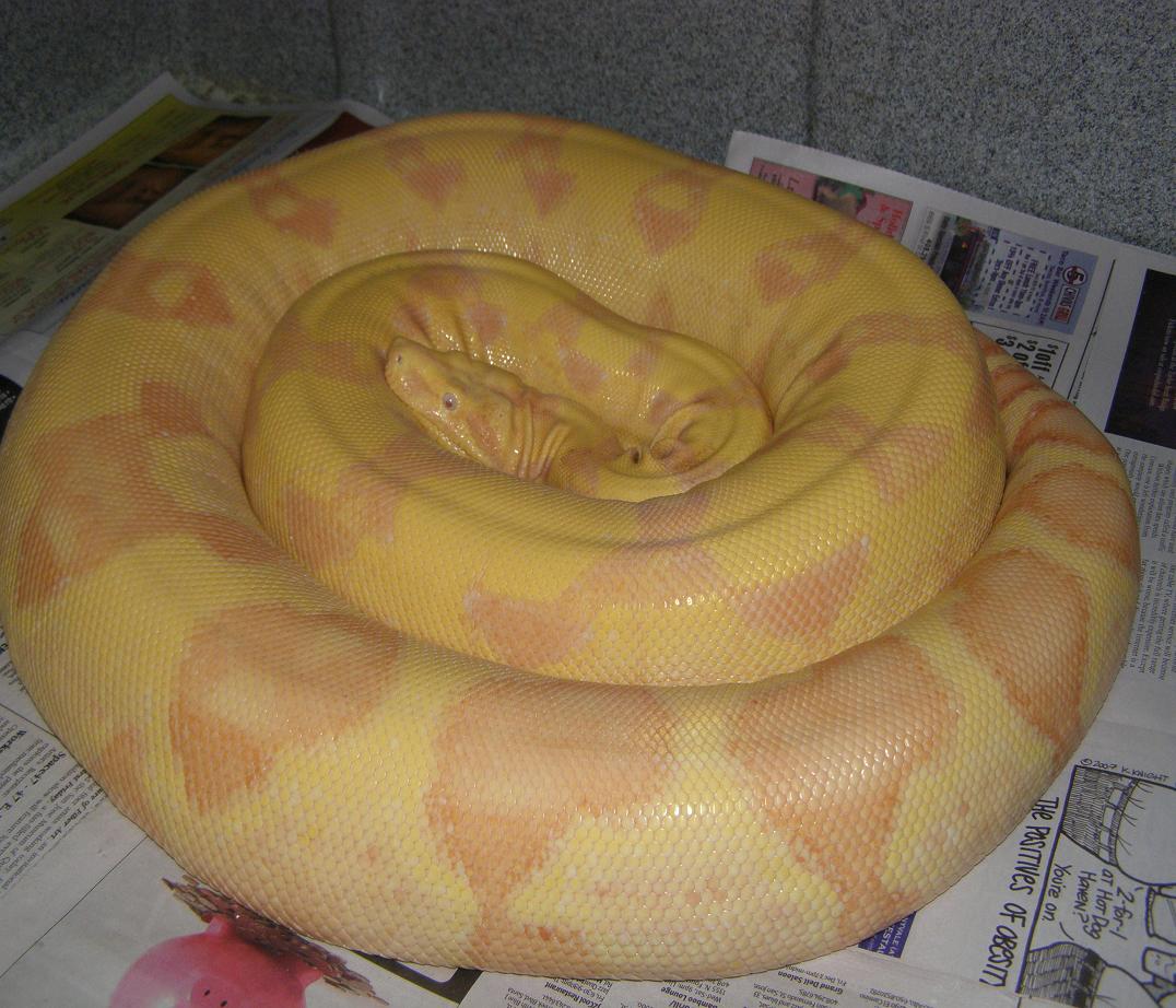 lavender sunglow seeking hot spot