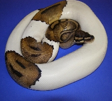 male pied on blue paper
