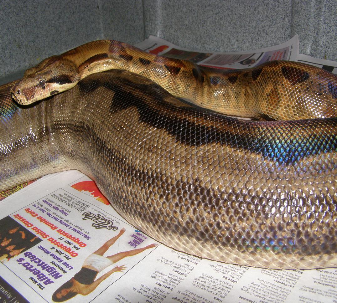 motley swelling