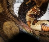 hypo breeding motley