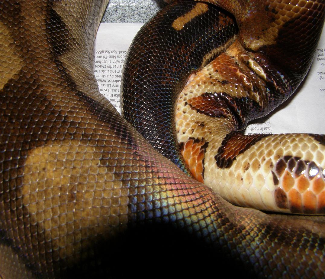 hypo breeding motley