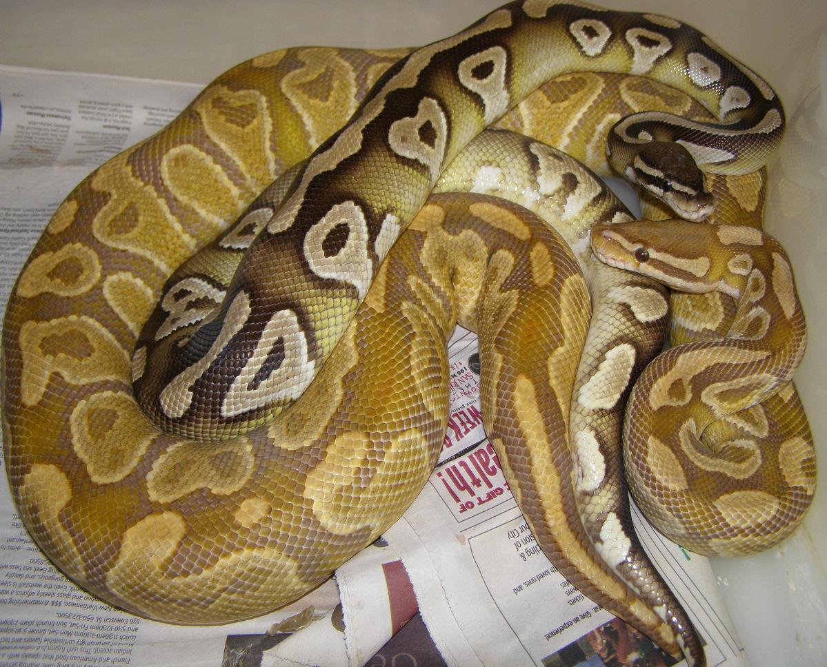 #1 male mojo breeding with caramel