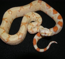 red albino