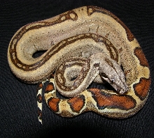 red albino's sister