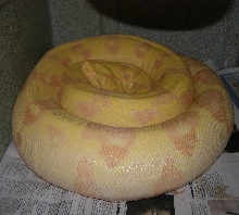 gravid lavender sunglow