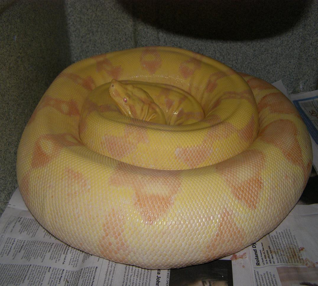 gravid lavender sunglow
