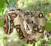 male jungle on green branch