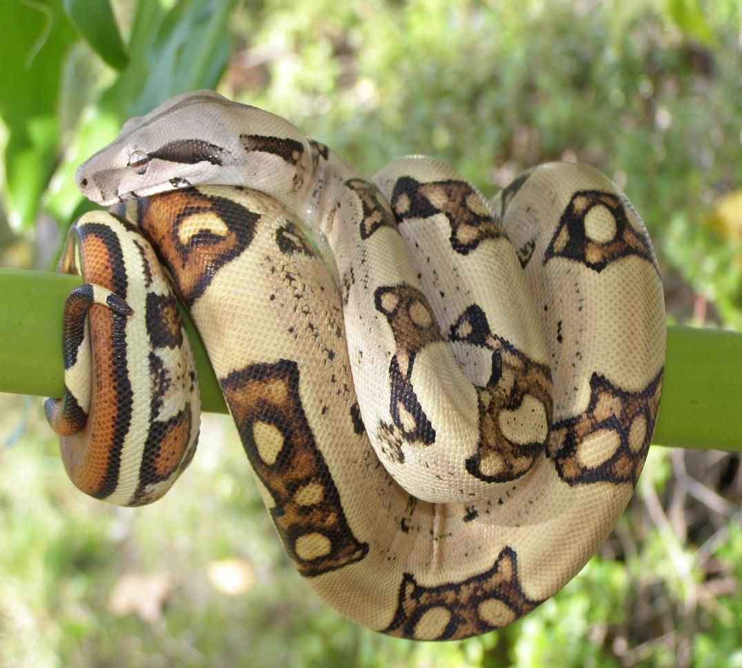 male jungle on green branch