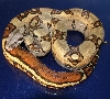 male jungle after shed
