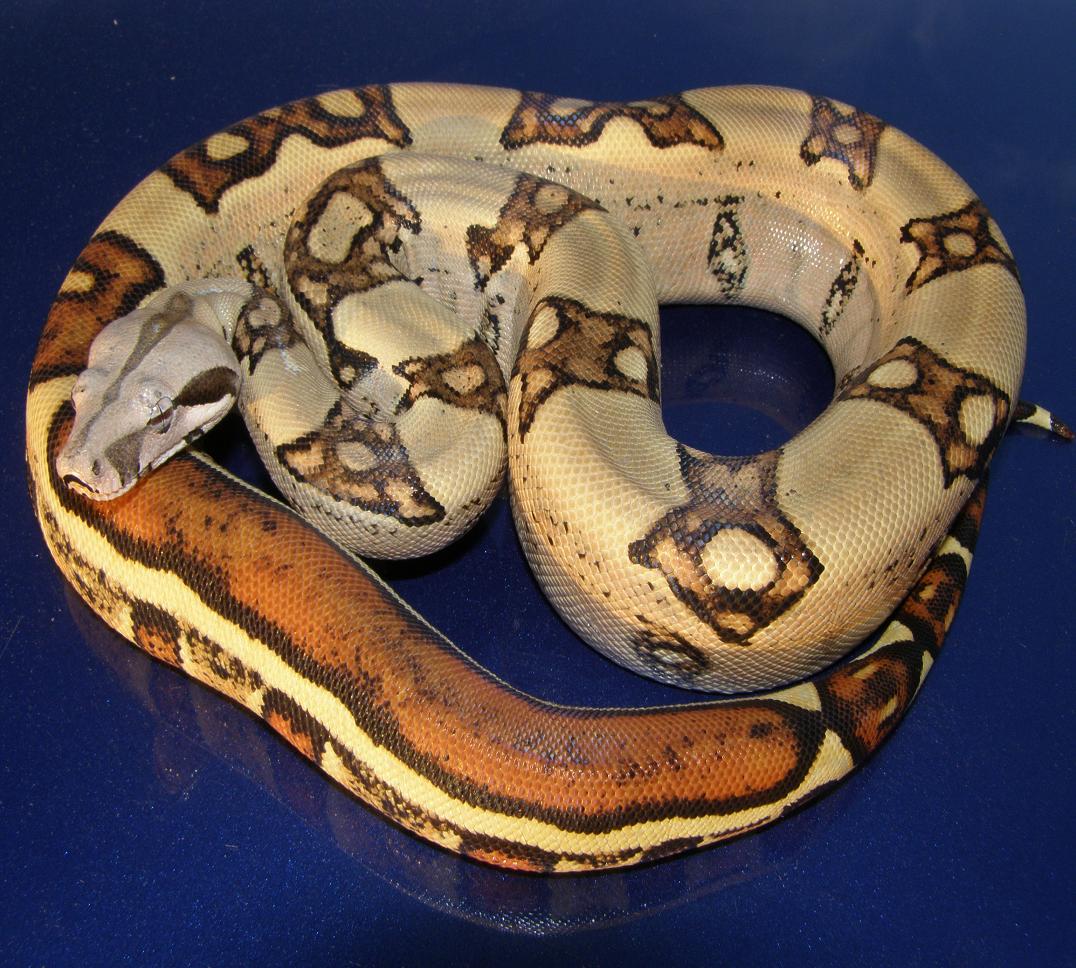 male jungle after shed