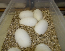 eggs in tub