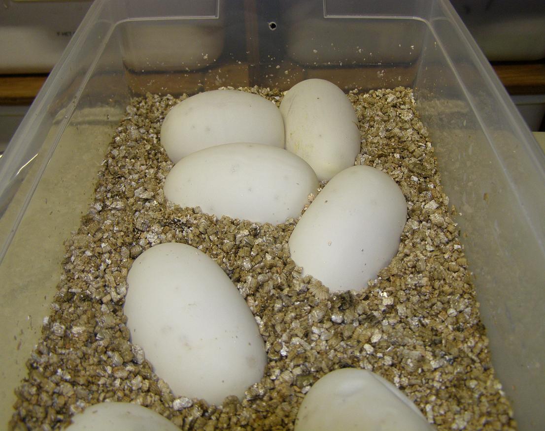 eggs in tub