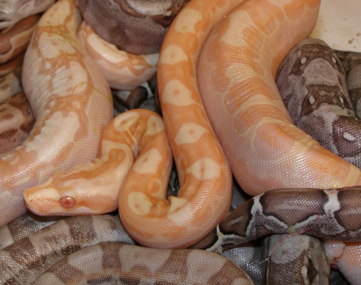 sunglow motley