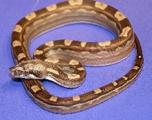 08 male mot