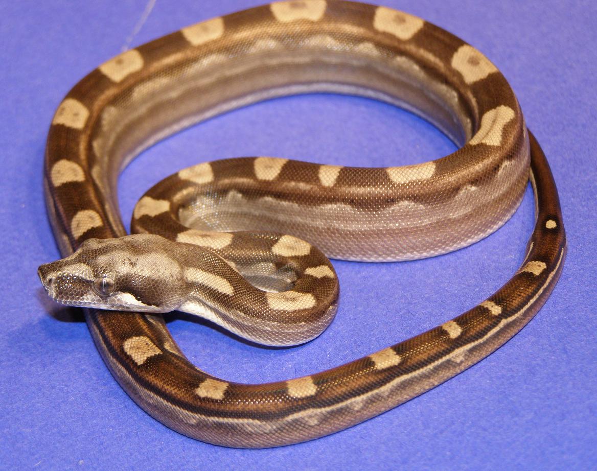 08 male mot