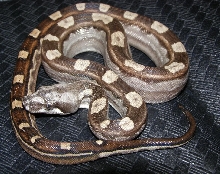 08 male motey