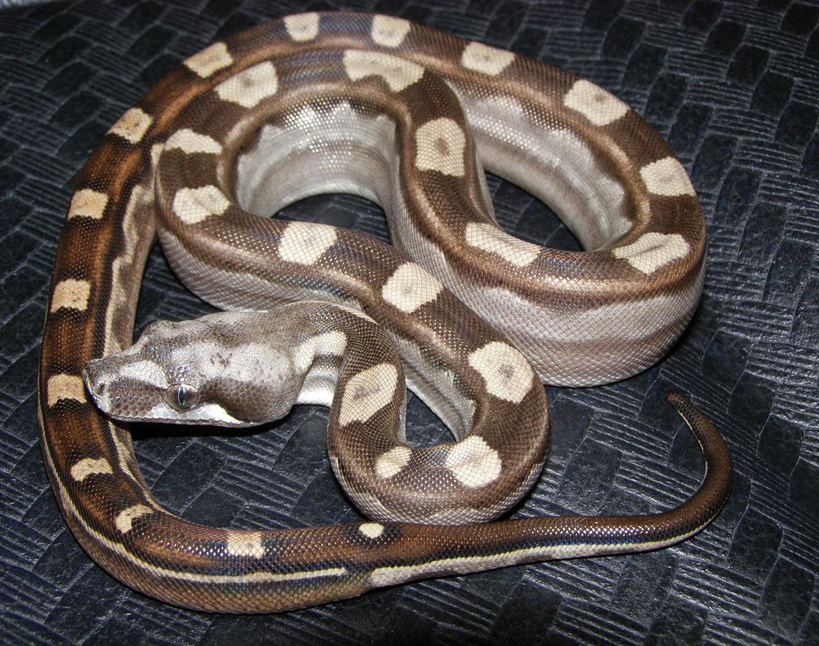 08 male motey