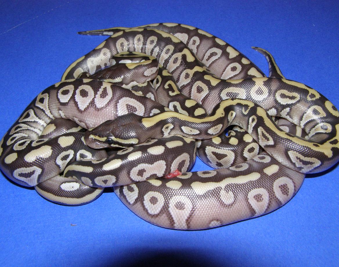 08 group of blushing mojos