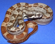 08 post shed female hypo motley