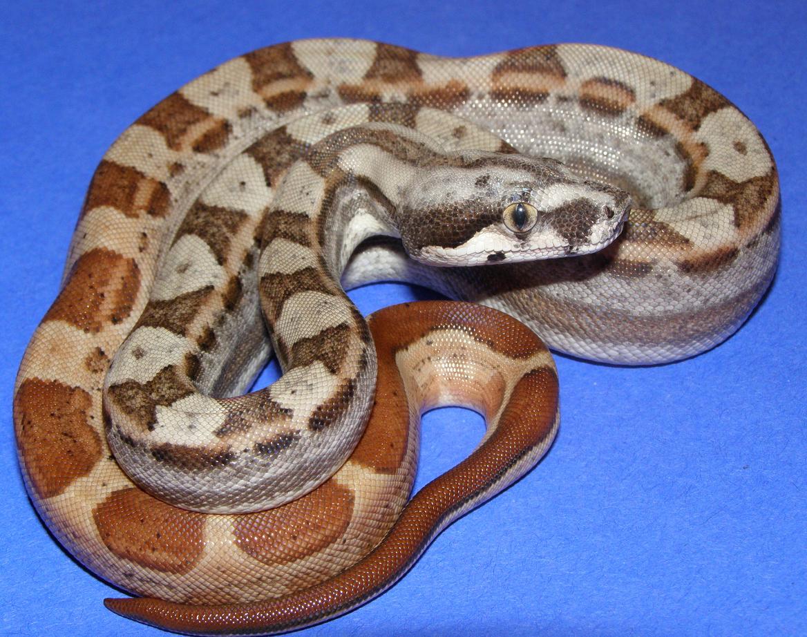 08 post shed female hypo motley
