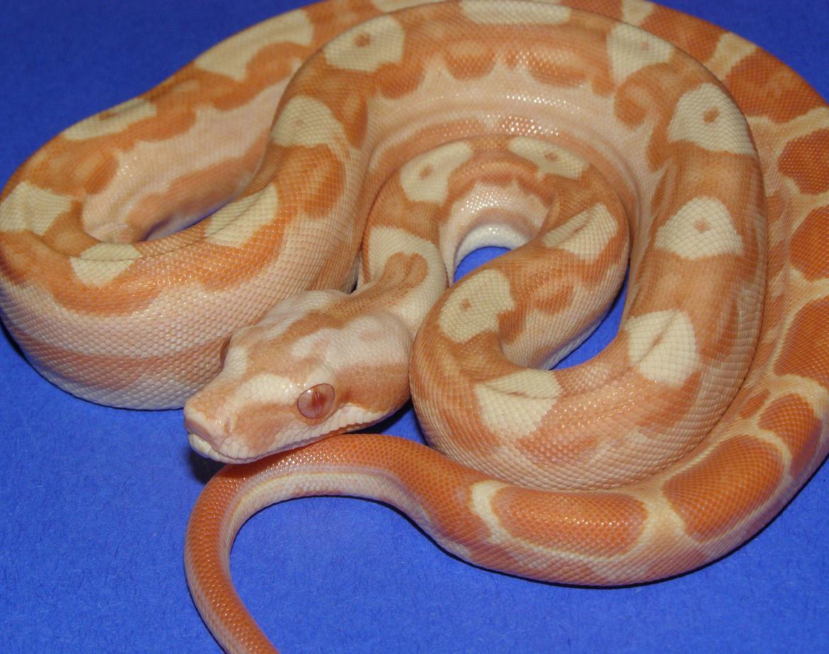 08 post shed female sunglow motley on blue paper