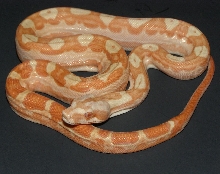 08 post shed female mot sunglow