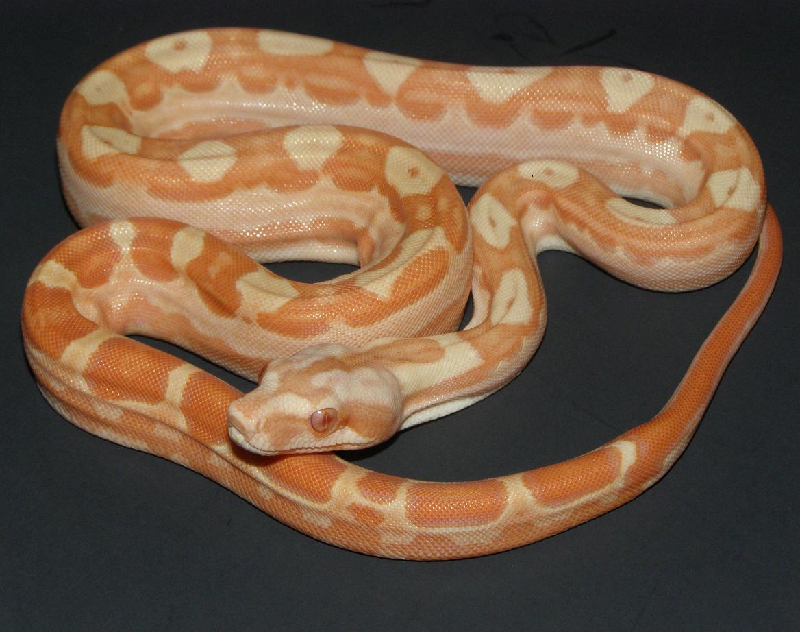08 post shed female mot sunglow
