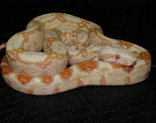 08  female albino boa