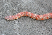 Extreme Orange Lavender Albino