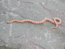 Extreme Orange Lavender Albino