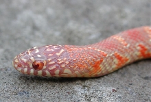Extreme Orange Lavender Albino