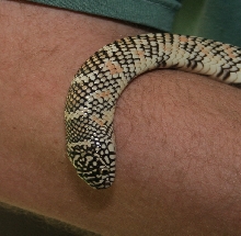 '03 Male White-Phase Brooksi
