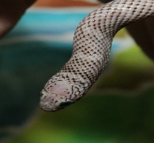 '03 Male Ghost Brooksi