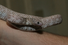 '03 Ghost Brooksi (male)