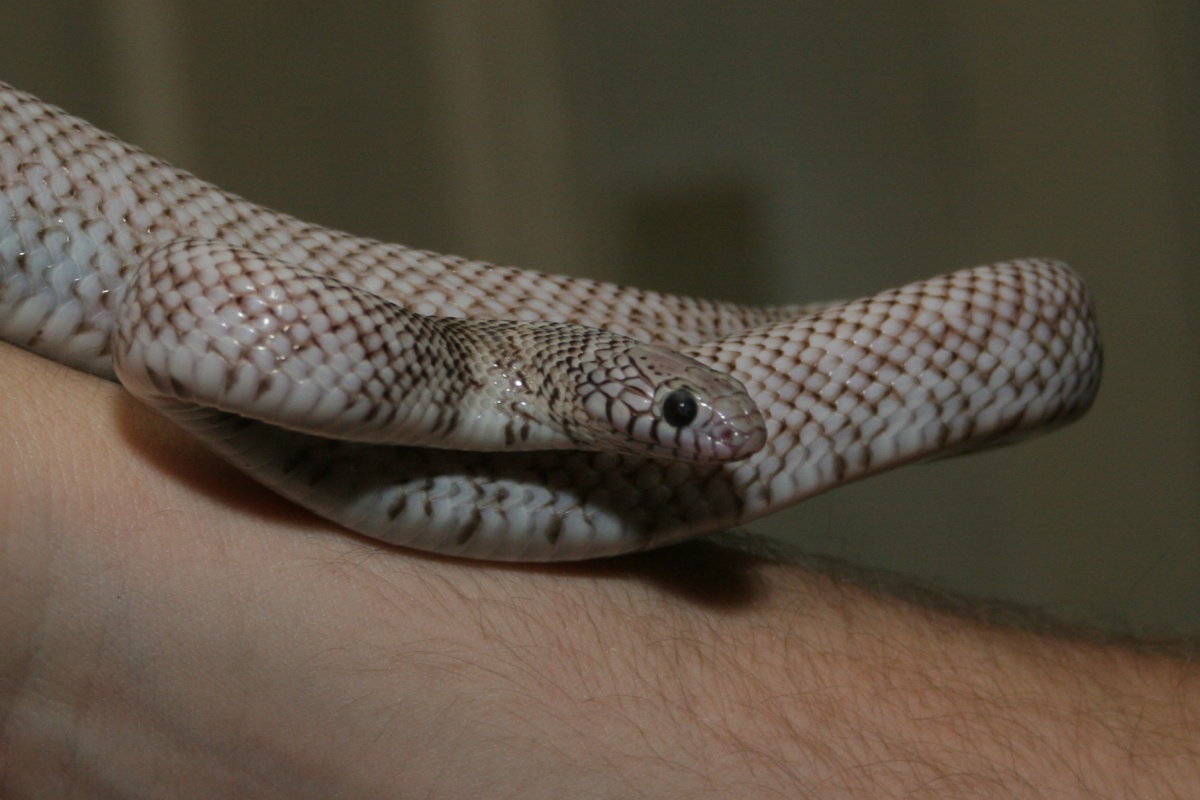 '03 Ghost Brooksi (male)